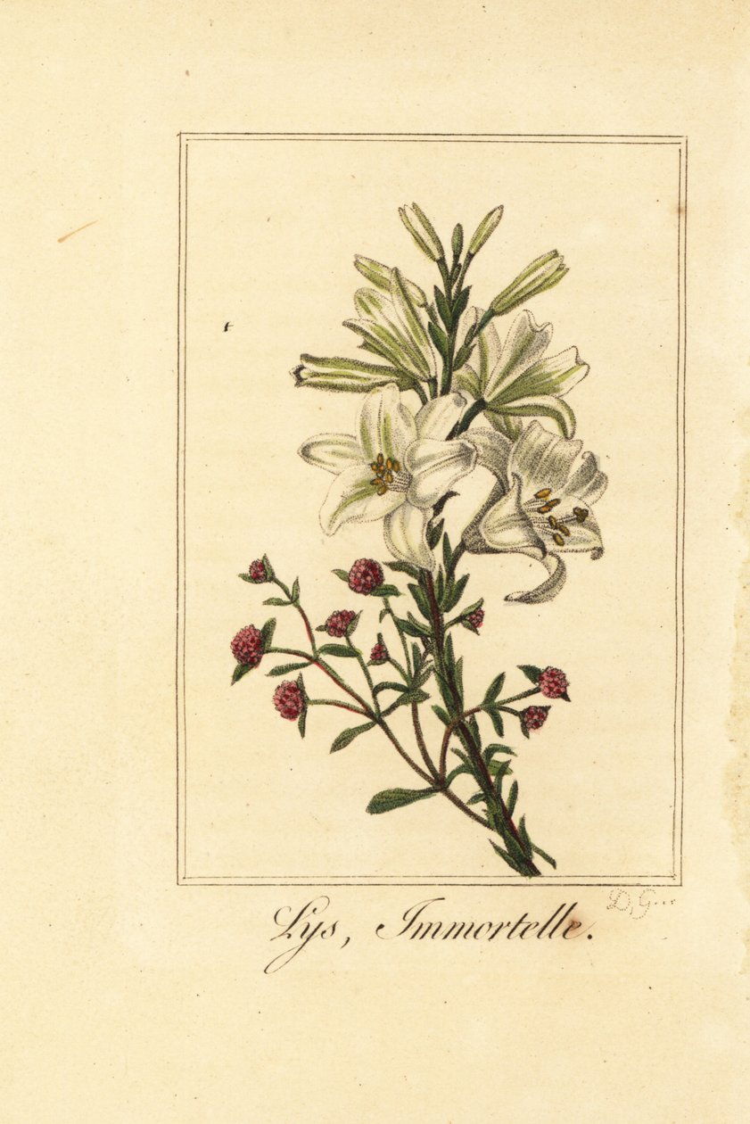 百合和红色长生花，Lys et immortelle，Lilium candidum和Helichrysum sanguineum 作者 贝萨·潘克拉斯（之后）