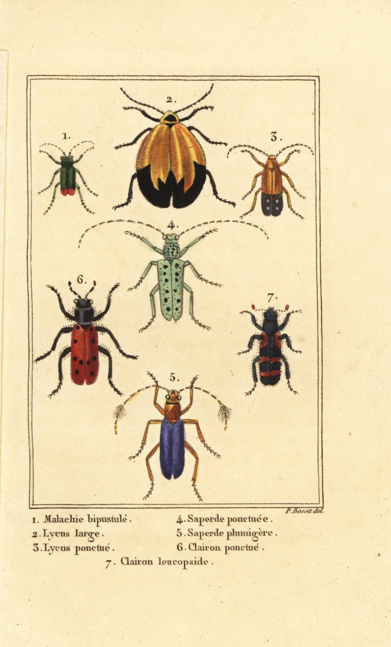 孔雀石甲虫，Malachius bipustulatus 1，网翅甲虫，Lycus melanurus 2，Lycus punctatus 3，Saperda punctata 4，Saperda种类5，Trichodes octopunctatus 6和Trichodes apiarius 7 作者 贝萨·潘克拉斯（之后）