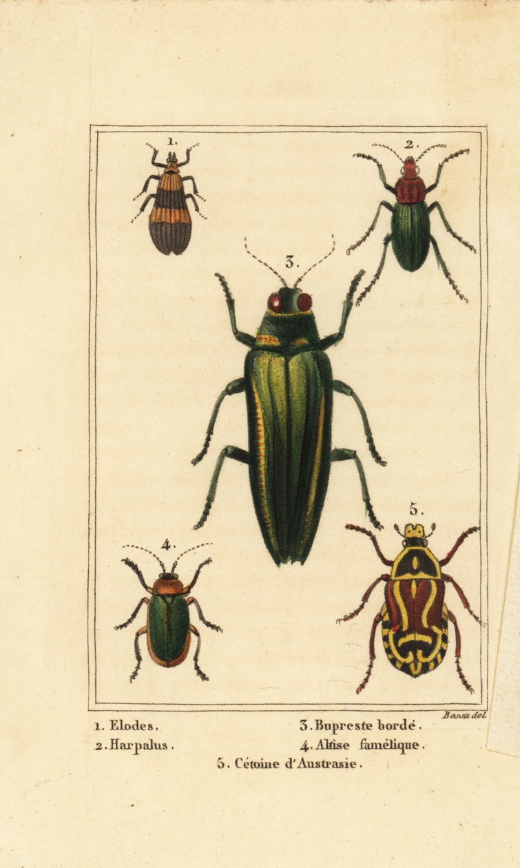 沼泽甲虫，Elodes 1，Harpalus甲虫2，珠宝甲虫，Buprestis 3，跳蚤甲虫，Altica famelica 4，和玫瑰糠疹，Cetonia species 5 作者 贝萨·潘克拉斯（之后）