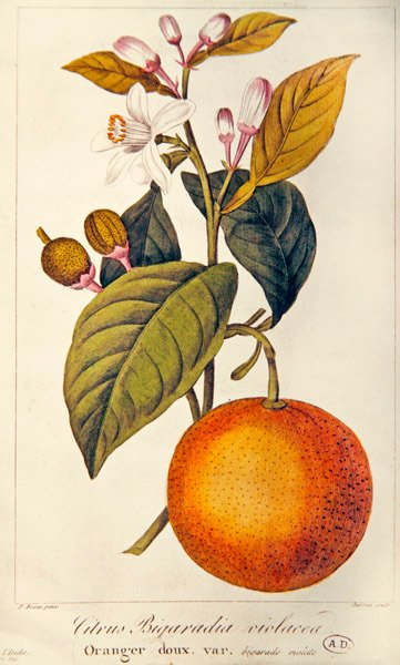 橙子，巴鲁瓦刻的，约1820年（彩色雕刻） 作者 贝萨·潘克拉斯（之后）