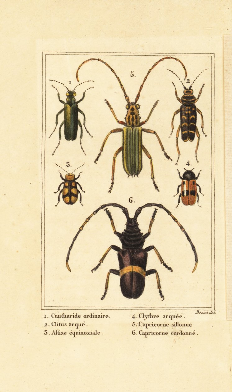 西班牙苍蝇甲虫、Lytta vesicatoria 1、黄蜂甲虫、Clytus arietis 2、Altica equinoctialis 3、Clytra quadripunctata 4、长角甲虫、Chlorida festiva 5 和 Trachyderes succinctus 6 作者 贝萨·潘克拉斯（之后）