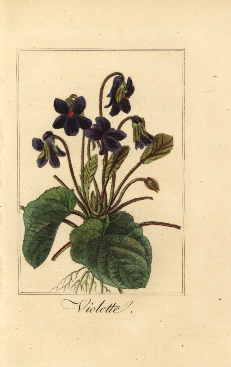 Sweet violet, Violette, Viola odorata 作者 贝萨·潘克拉斯（之后）