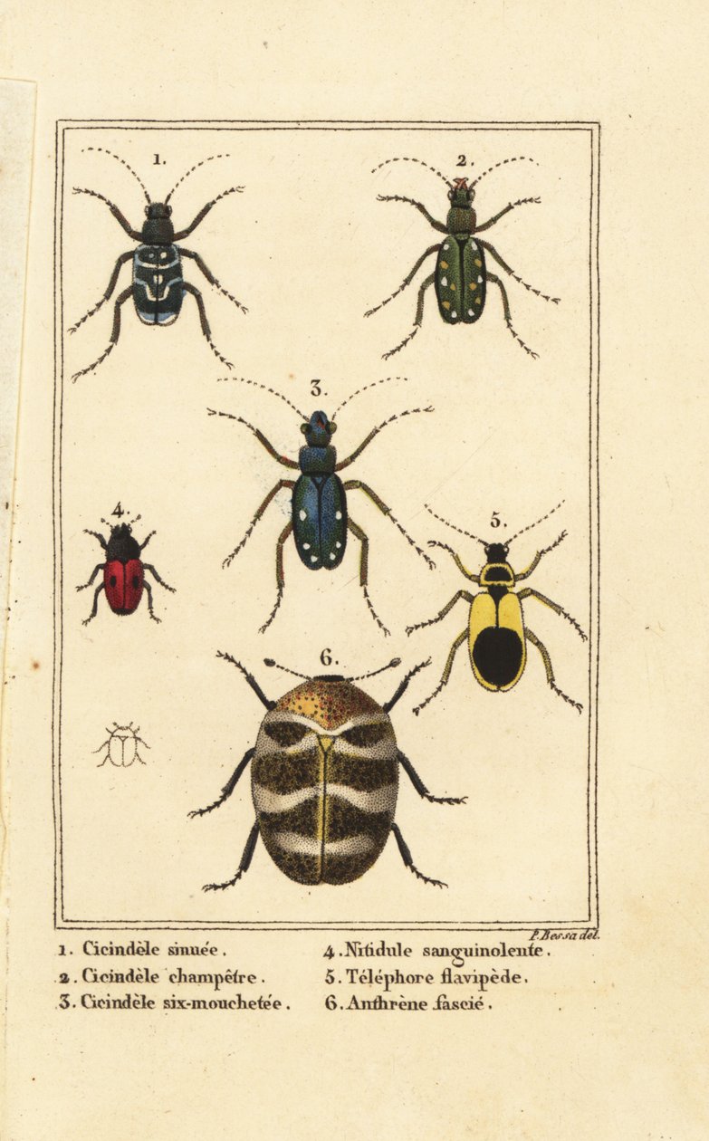 虎甲虫、Cicindela sinuata 1、Cicindela campestris 2、Cicindela sexguttata 3、Nitidula sanguinolenta 4、各种地毯甲虫、Telephore flavipede 5、Anthrenus verbasci 6 作者 贝萨·潘克拉斯（之后）