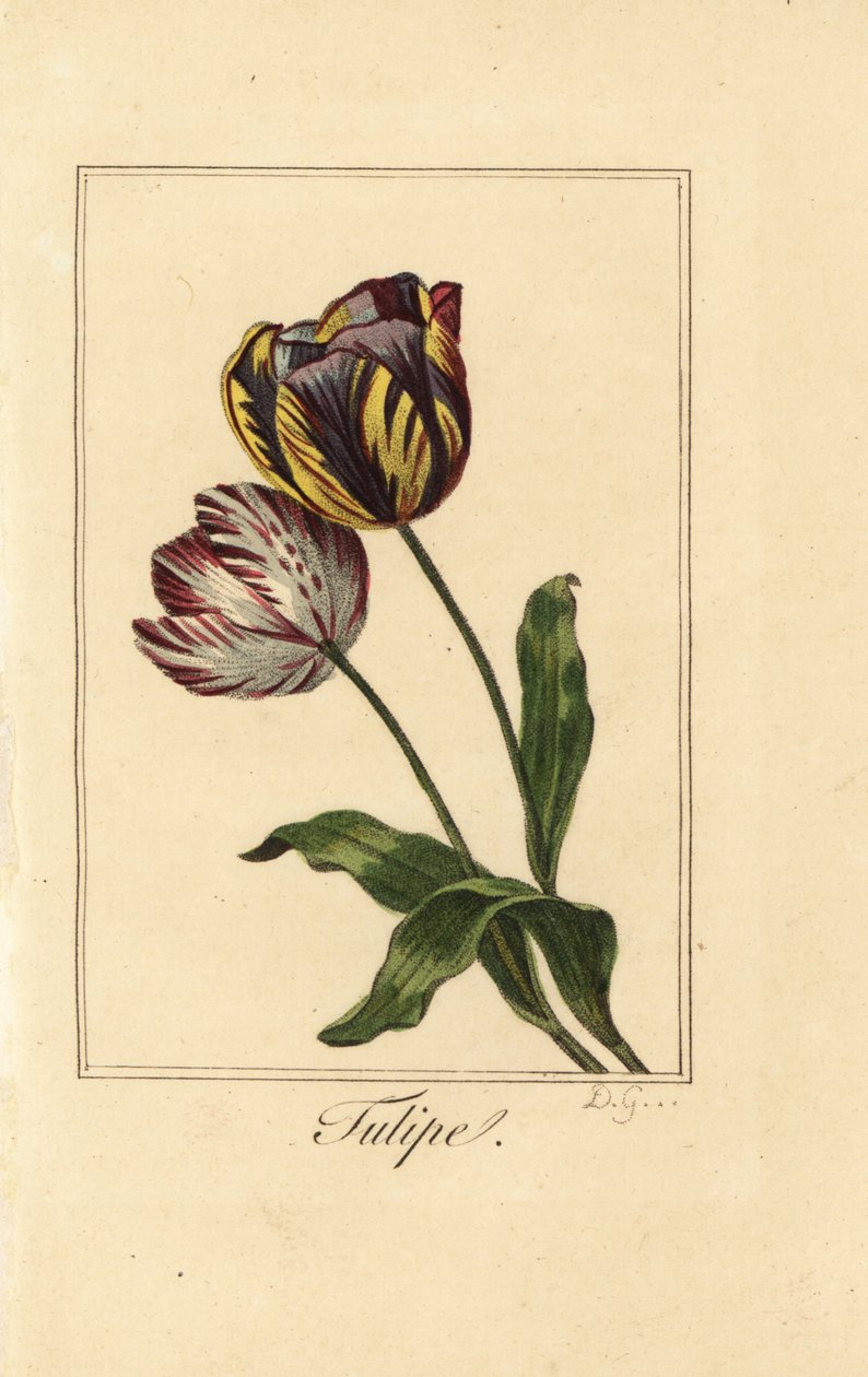 Varieties of tulip, tulipe, Tulipa gesneriana 作者 贝萨·潘克拉斯（之后）