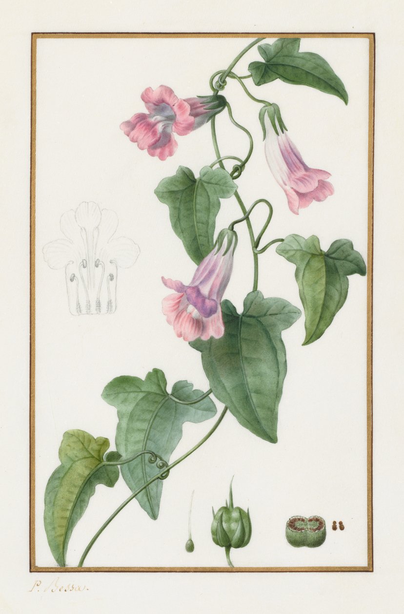 (植物学名：Maurándia semperflorens） 作者 Pancrace贝萨