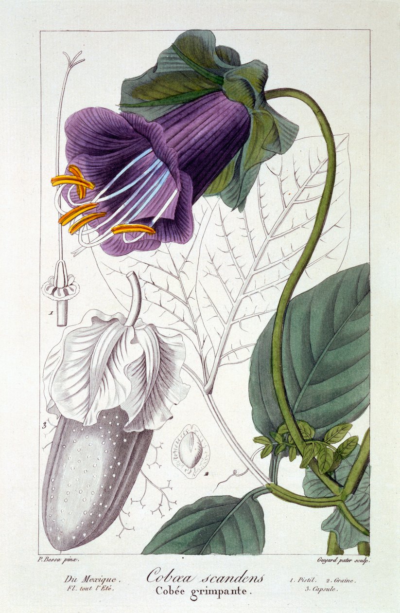 Cobaea scandens，1836（手工雕刻） 作者 Pancrace贝萨