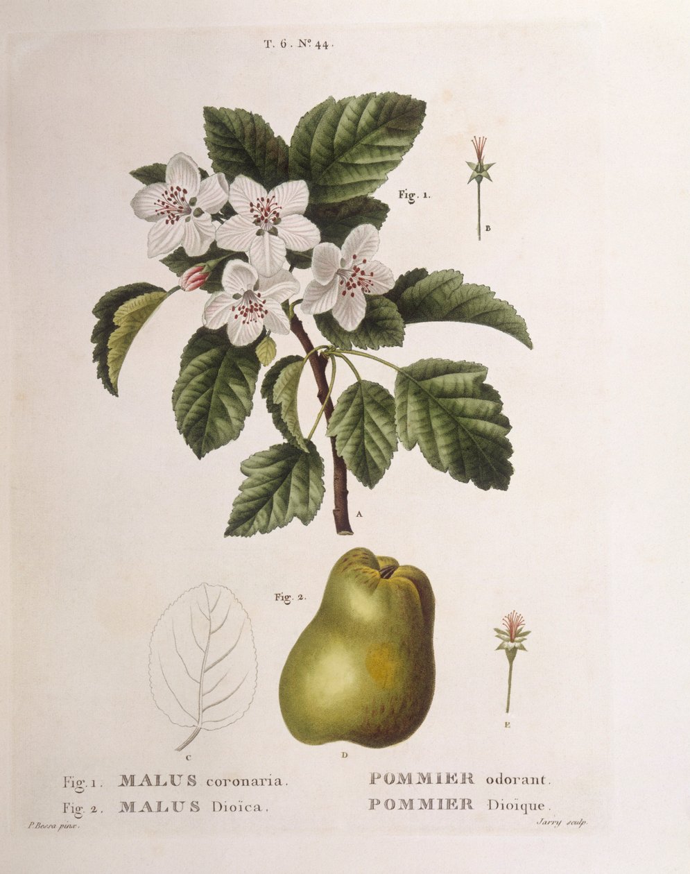 蟹苹果 (Malus coronaria)，Henry Louis Duhamel du Monceau，Pancrace Bessa 的植物盘 作者 Pancrace贝萨