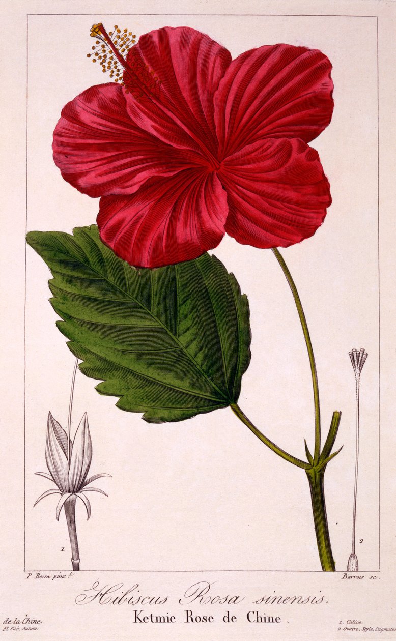 芙蓉芙蓉，1836年（手工雕刻） 作者 Pancrace贝萨