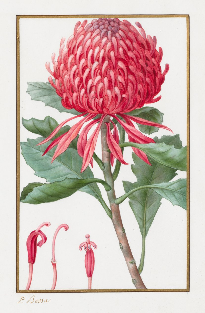 无题，1828年至1835年。 作者 Pancrace贝萨