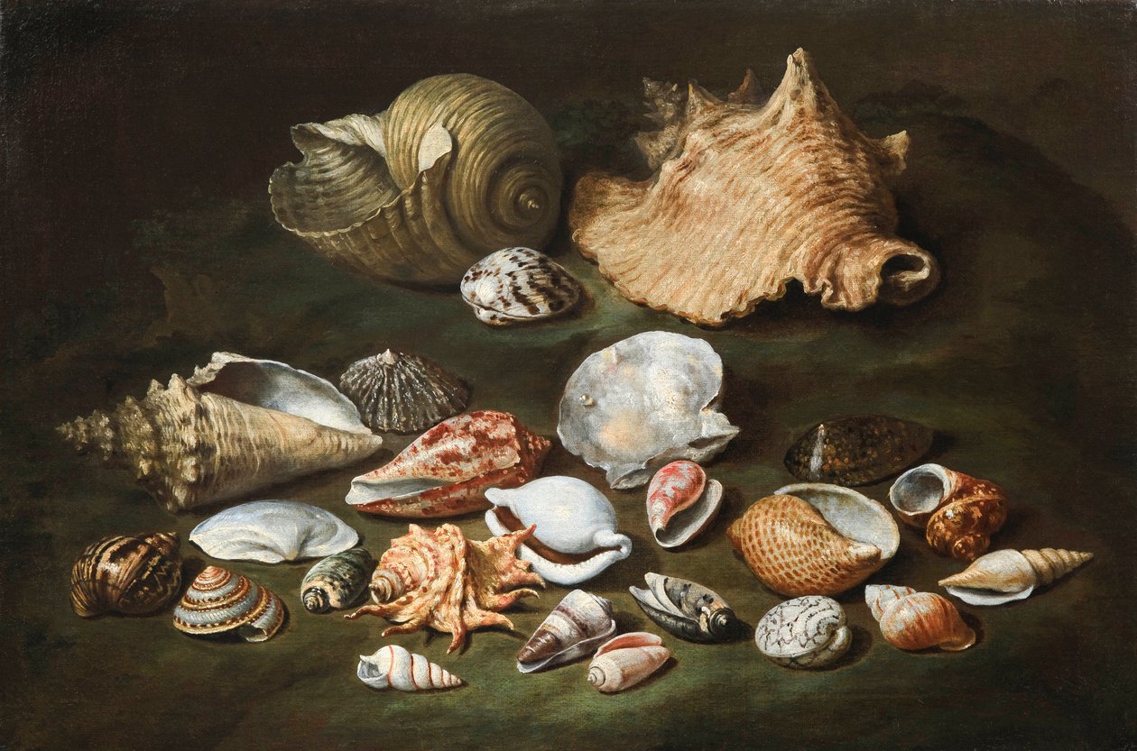 ""Nature morte aux coquillages"" (Still life with shells) Peinture de Paolo Porpora (1617-1673), - Oil on canvas, Dim 44,5x67 cm Fondation Custodia 作者 保罗·波波拉（Paolo Porpora）