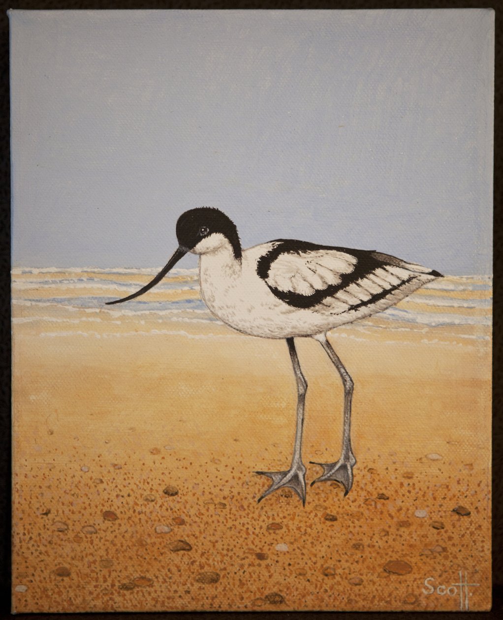 阿沃卡特，2016 年 作者 帕特·斯科特