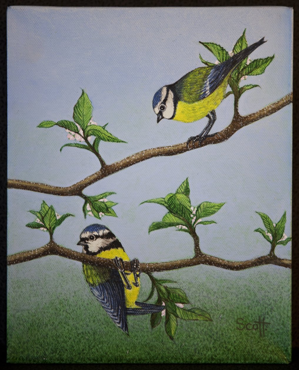 Bluetits, 2016 作者 帕特·斯科特