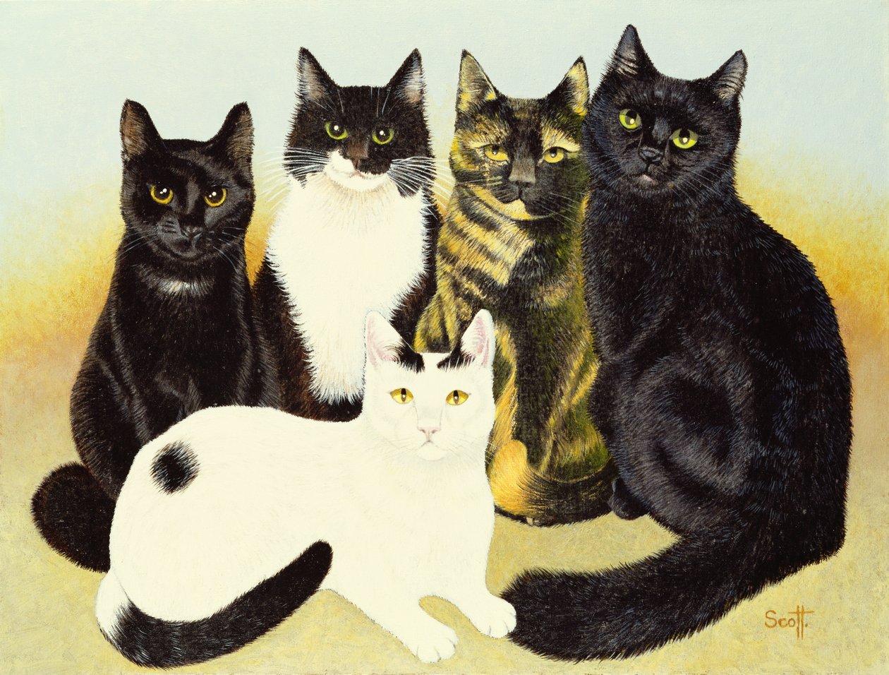 考克斯小姐的猫 作者 帕特·斯科特