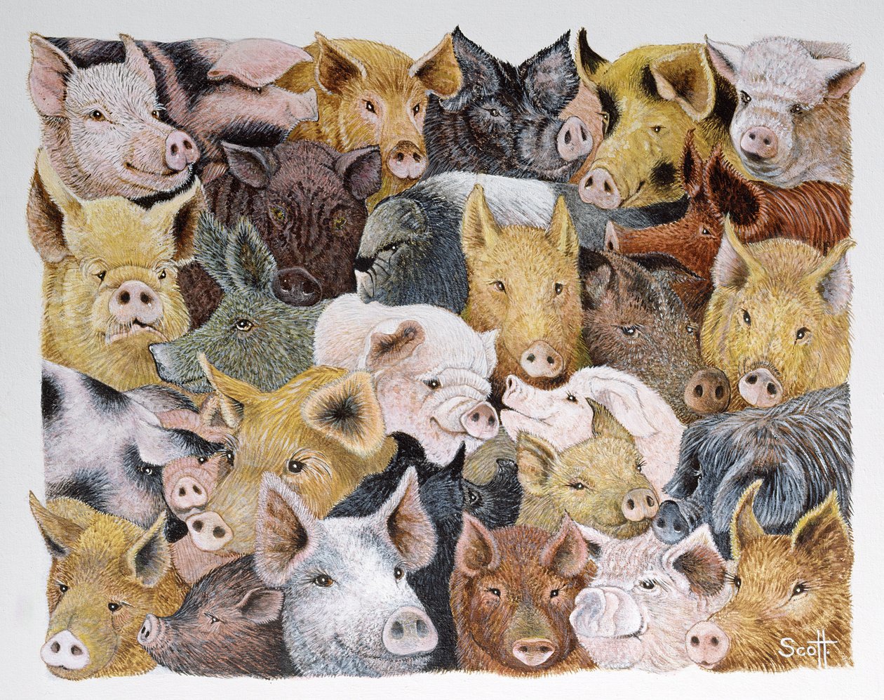 猪群（花布丙烯画） 作者 帕特·斯科特