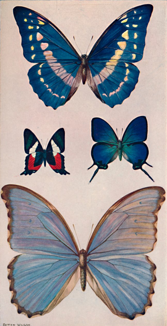 某些里约热内卢蝴蝶，1914年 作者 彭定康