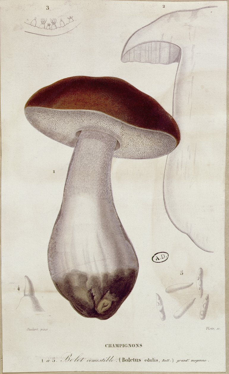 牛肝菌（Boletus edulis），Jean Jacques Paulet（1740-1826）的“挤奶蘑菇”版本的插图 作者 保罗·路易斯·欧达特