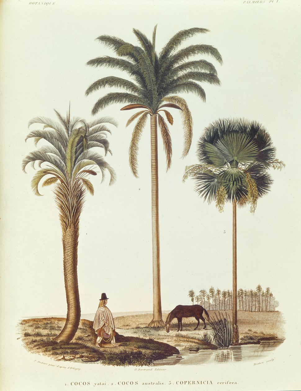 阿根廷棕榈树的种类，来自Voyage dans lAmerique Meridionale的插图由Alcide dOrbigny，由Breton雕刻，1847年 作者 保罗·路易斯·欧达特