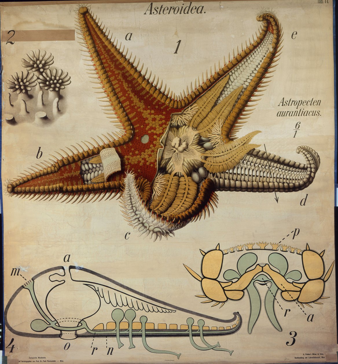 Astropecten，第11号，Pfurtscheller的动物挂图 作者 保罗·普弗切勒
