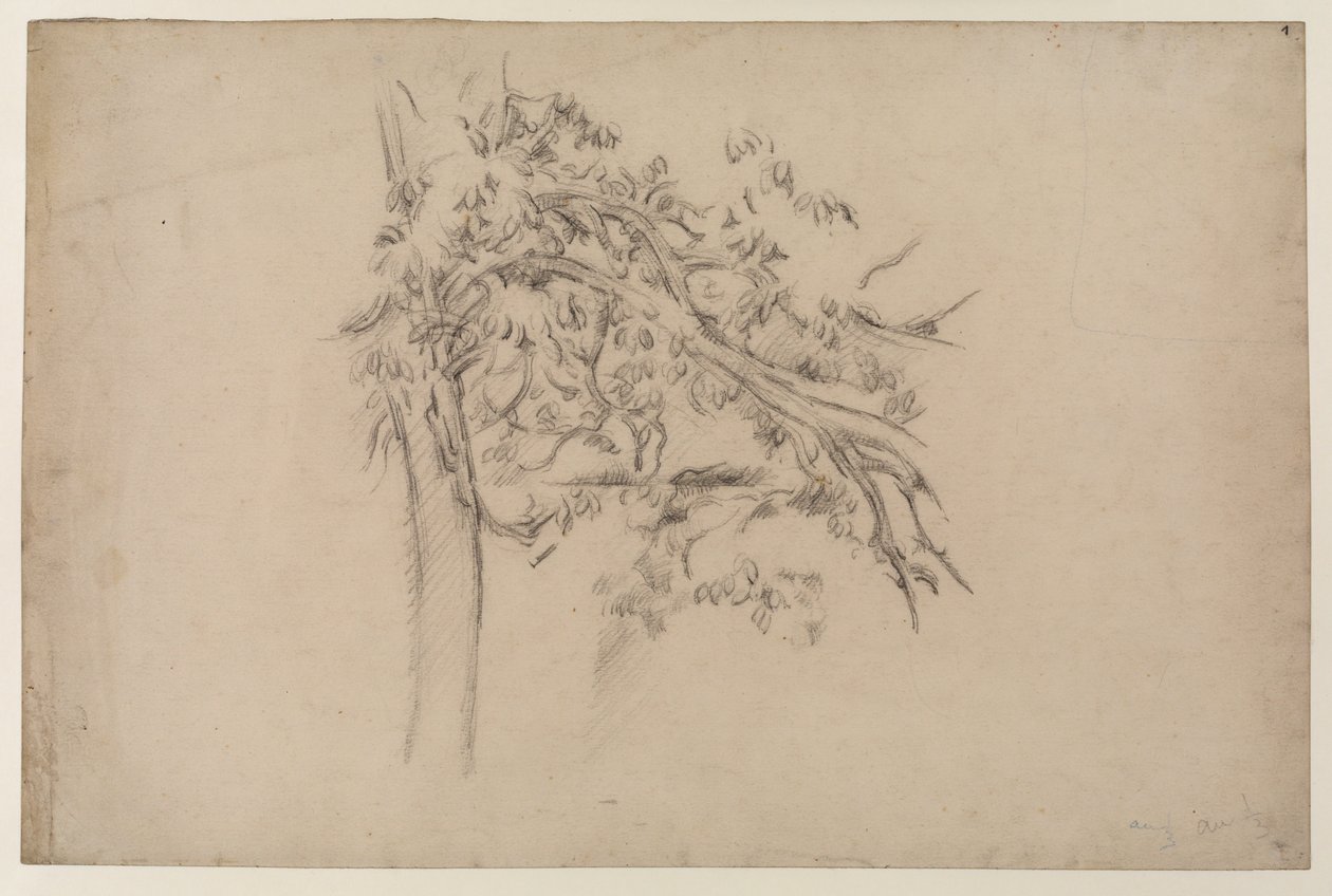 一棵树的研究，c.1885-87（纸上石墨） 作者 保罗·塞尚