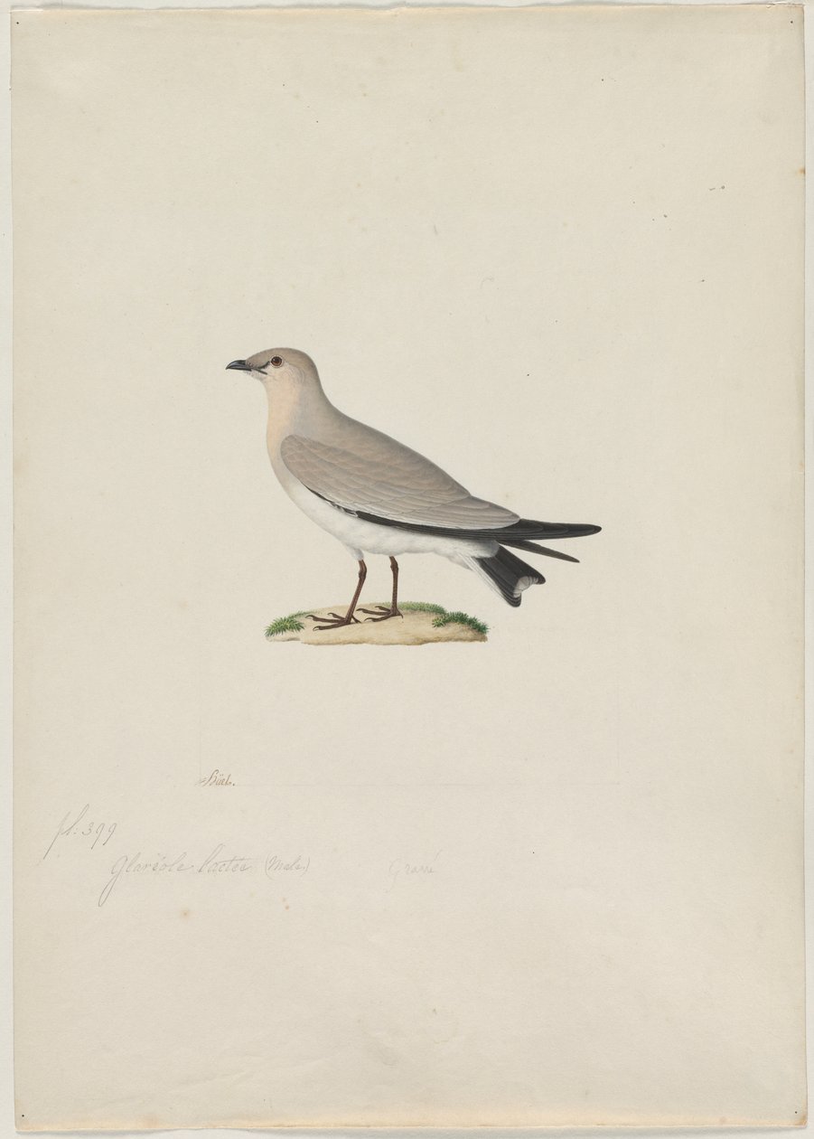 小的Pratincole Glareola lactea，19世纪。 作者 保罗·休特