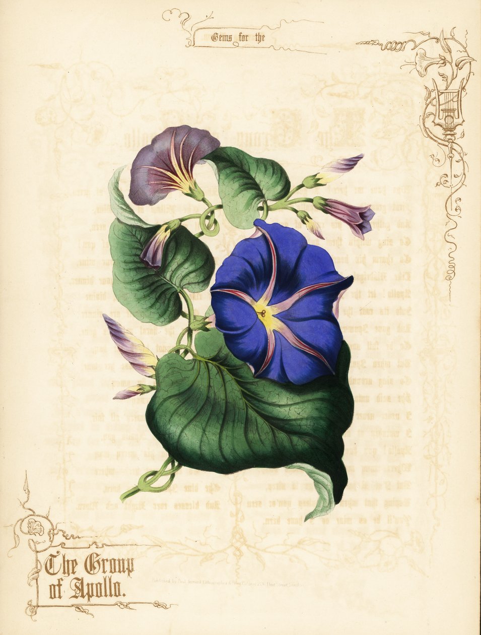 牵牛花的花朵和叶子。 作者 保罗杰拉德