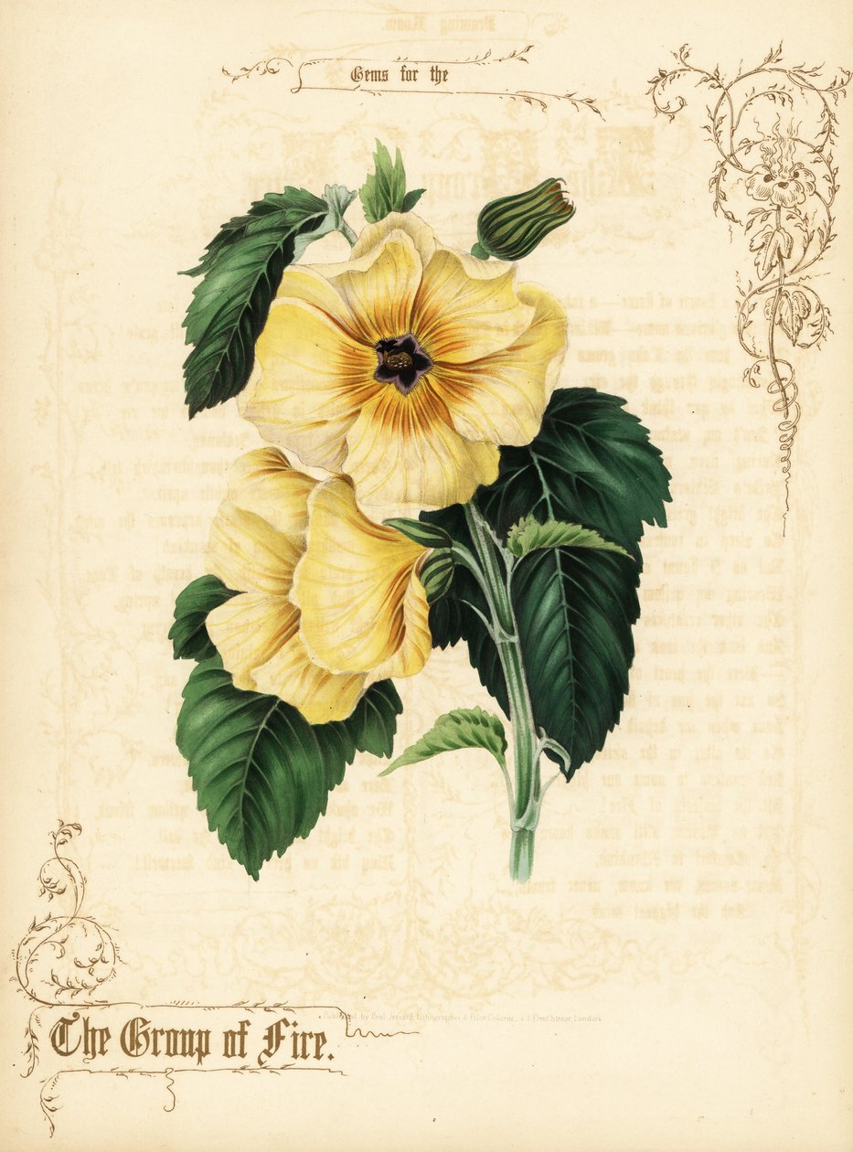 黄色的芙蓉花和叶子。 作者 保罗杰拉德