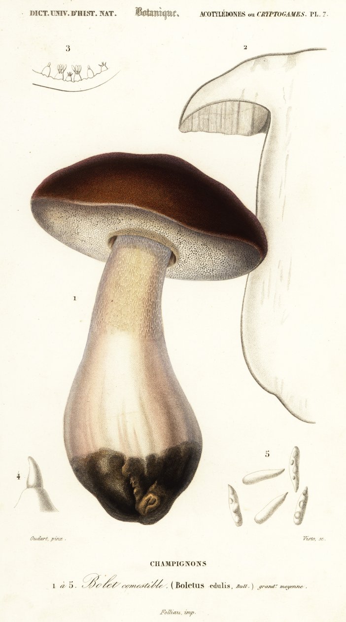 牛肝菌、便士面包、牛肝菌或牛肝菌蘑菇、美味牛肝菌。 ,1849（雕刻） 作者 保罗·路易斯·欧达特