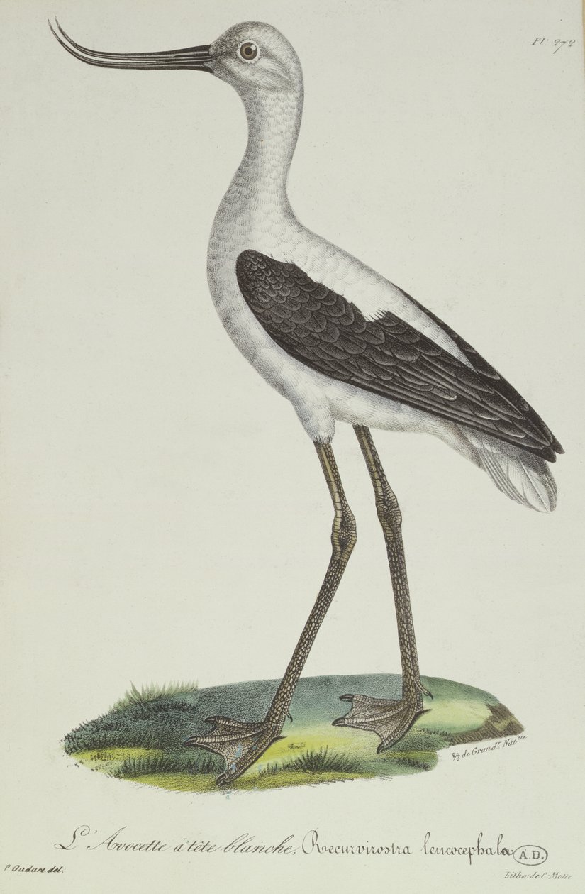 白头Avocet，19世纪初（彩色雕刻） 作者 保罗·路易斯·欧达特