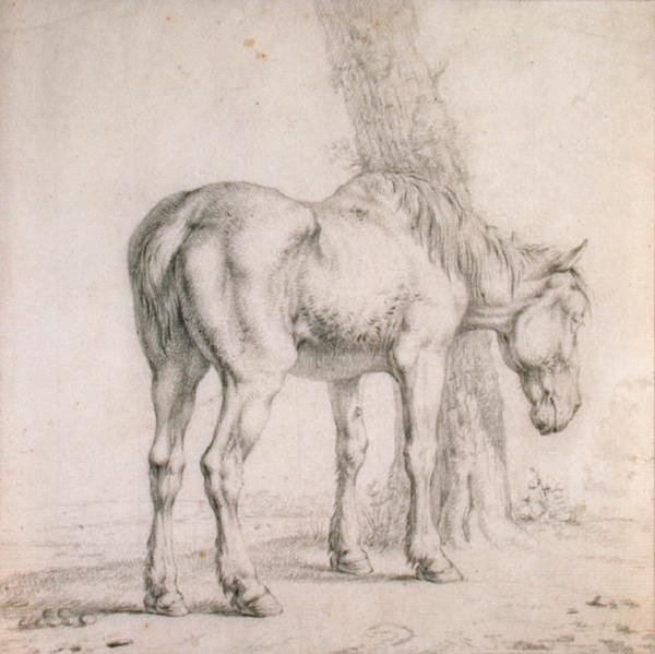 一匹老马（纸上黑粉笔画） 作者 保卢斯 (attr.to) 波特