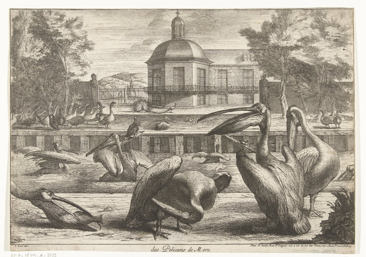 鹈鹕
Des Pelicans de Mere（物品名称）
凡尔赛动物园的鸟类（系列名称） 作者 皮特·博尔 (归因于)