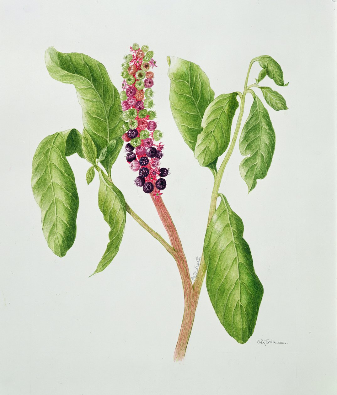 植物画（水彩画） 作者 佩吉·怀亚特