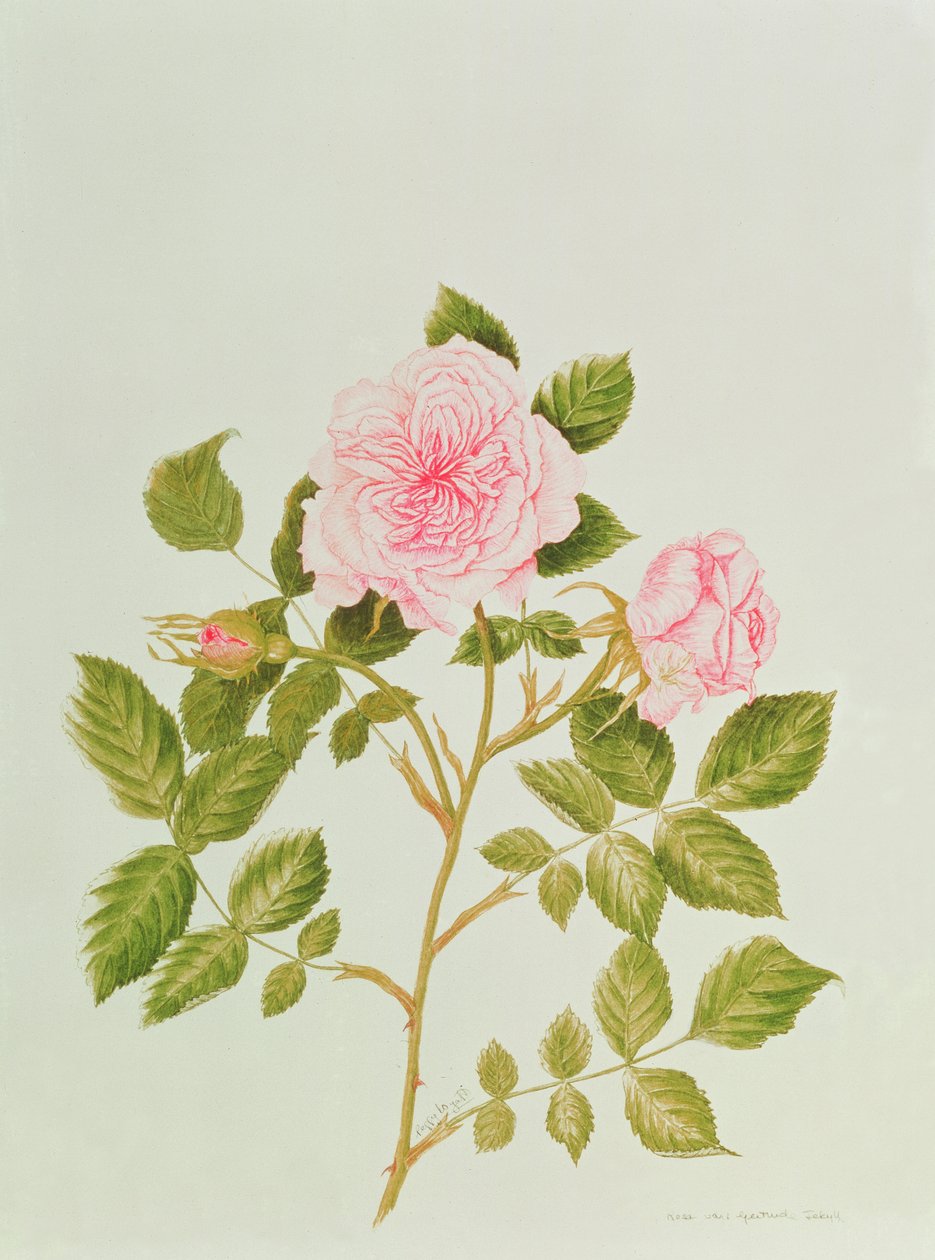 蔷薇变种格特鲁德-杰基尔（水彩画） 作者 佩吉·怀亚特