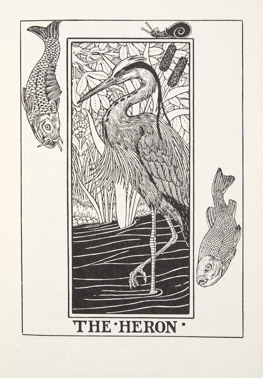 苍鹭，来自方丹的寓言，出版。1905年（雕版画 作者 珀西·比林斯赫斯特（Percy J.