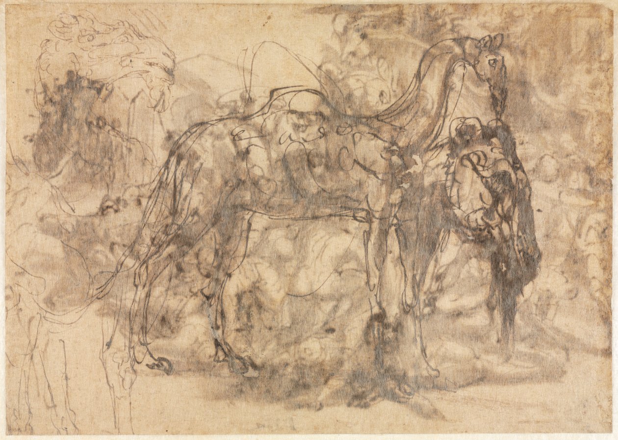 动物素描图，c。 154547。 作者 佩里诺·德尔·瓦加（Perino del Vaga）