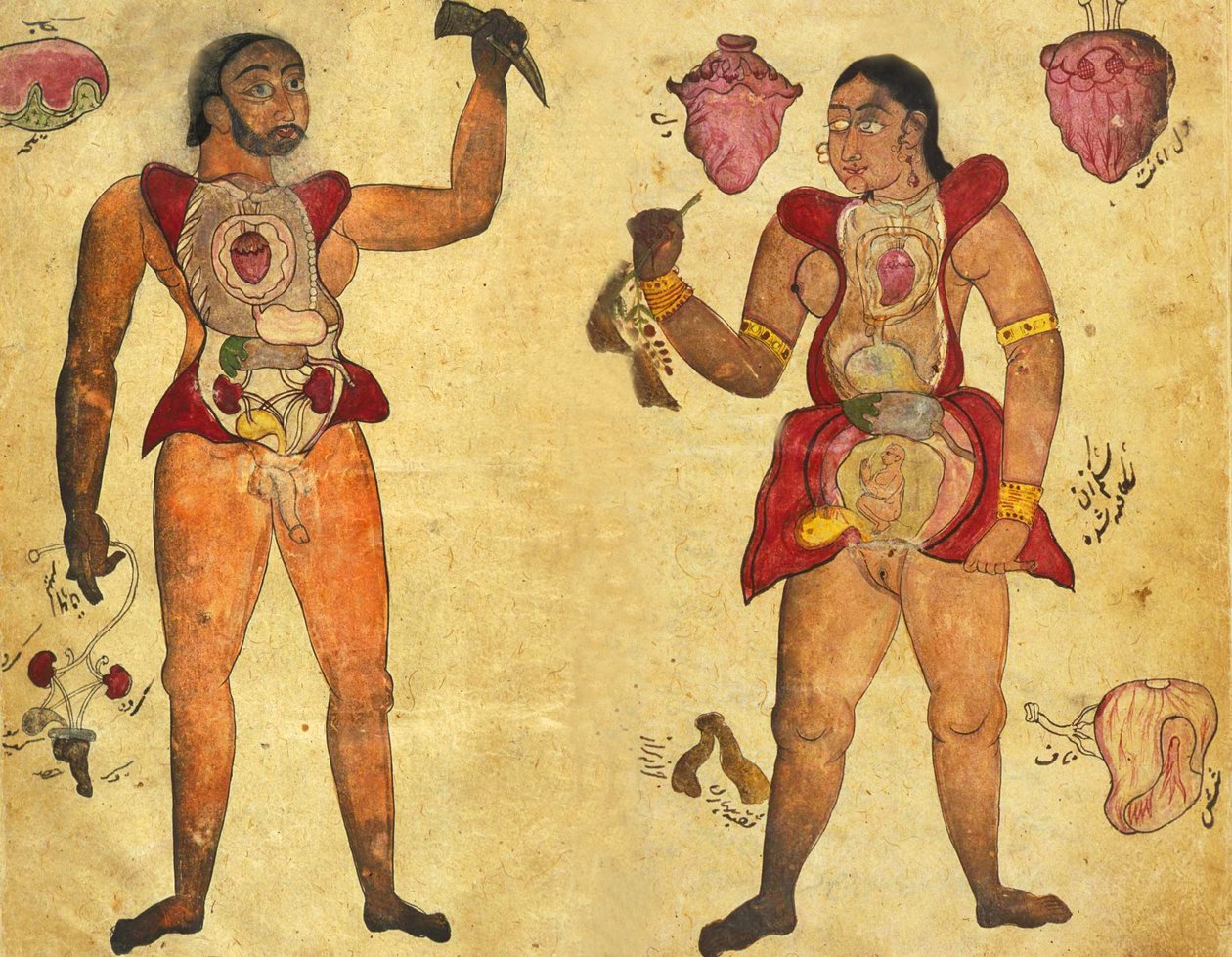 一个男人和一个女人抱着自己的内脏的解剖图，发表在Tibb-i Akbar，“阿克巴的药”c.1700 作者 波斯学校