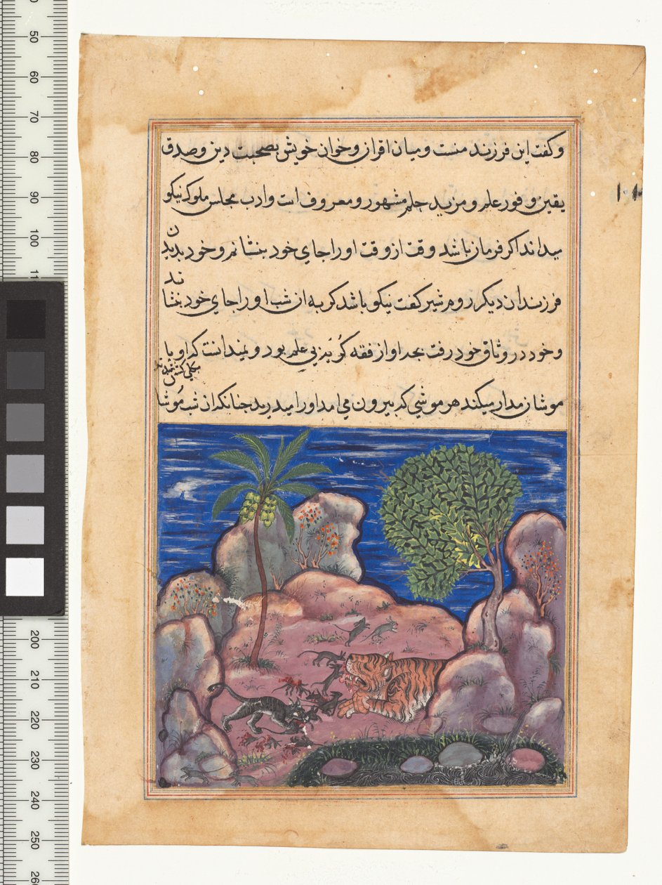 故事十五，猫袭击了打扰狮子的老鼠，图蒂·纳玛的插图，c。 1560年。印度，莫卧儿王朝，阿克巴尔统治时期，十六世纪 作者 波斯学校