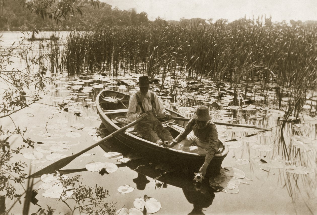 收集睡莲，1886年（照片） 作者 彼得·爱默生和托马斯·古道尔