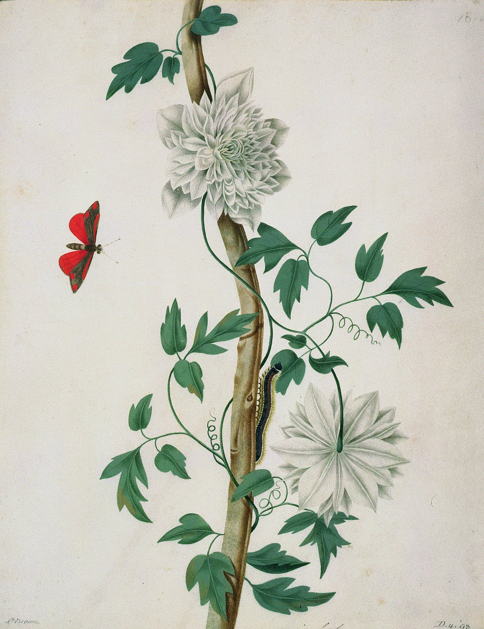 花卉研究，18世纪（水彩画） 作者 彼得·布朗