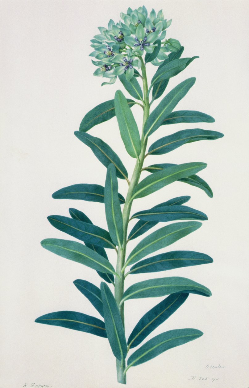Gladioli，18世纪 作者 彼得·布朗