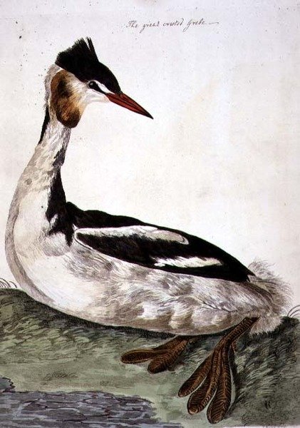 大凤头鸊鷉（Podiceps cristatus）板块，出自《英国动物学，第二类：鸟类》，由Peter Mazell（fl.1761-97）1766年雕刻（雕刻）。 作者 彼得（后）Paillou