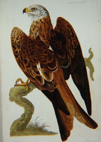风筝（Milvus milvus）或Glead，板块来自《英国动物学，第二类：鸟类》，由Peter Mazell（fl.1761-97）1766年镌刻（雕刻）。 作者 彼得（后）Paillou
