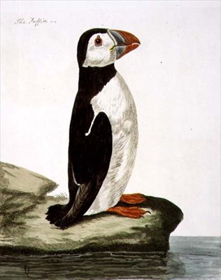 海雀（Fratercula arctica）板块，出自《英国动物学》第二类：鸟类，由Peter Mazell（fl.1761-97）1766年雕刻（雕刻）。 作者 彼得（后）Paillou