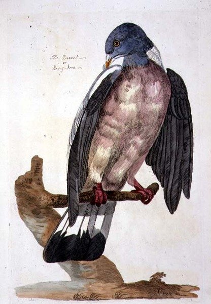 The Queest or Ring Dove, plate from 