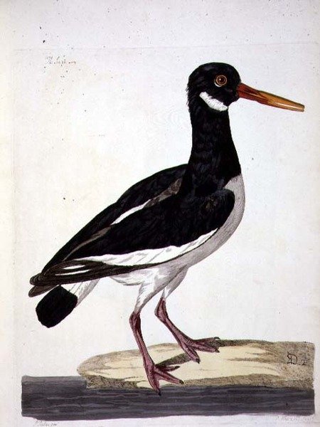 海派或蛎鹬（Haematopus ostralegus）板块，出自《英国动物学，第二类：鸟类》，由Peter Mazell（fl.1761-97）1766年雕刻（雕刻）。 作者 彼得（后）Paillou