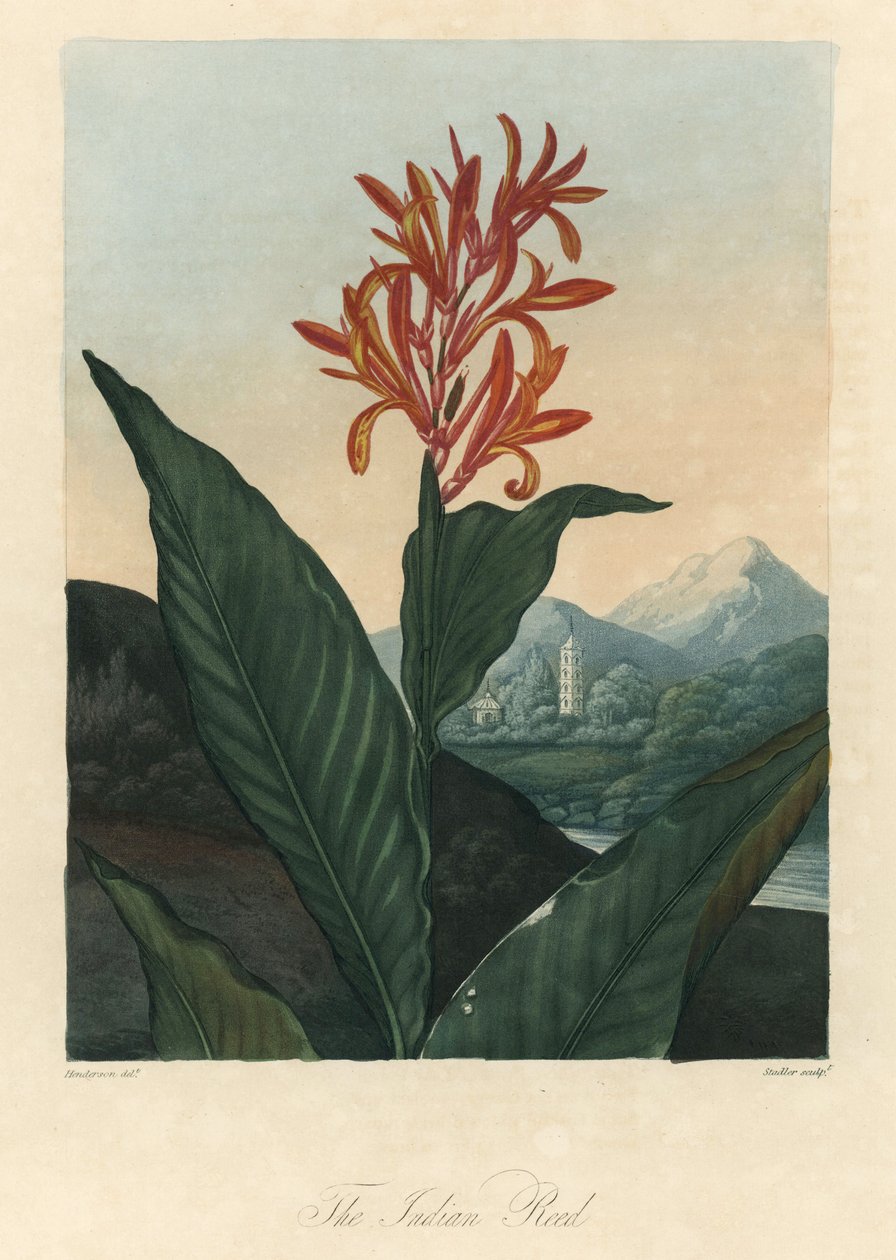 罗伯特-桑顿博士（1768-1837 年）的《花神庙》中的红水或康弗洛尔水或托洛曼福尔特水 作者 彼得·查尔斯（后）亨德森