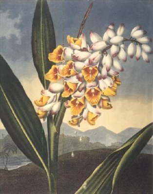点头的Renealmia，由Caldwall雕刻，出自Robert Thornton的《The Temple of Flora》，出版。1801年（彩色版画 作者 彼得·查尔斯（后）亨德森