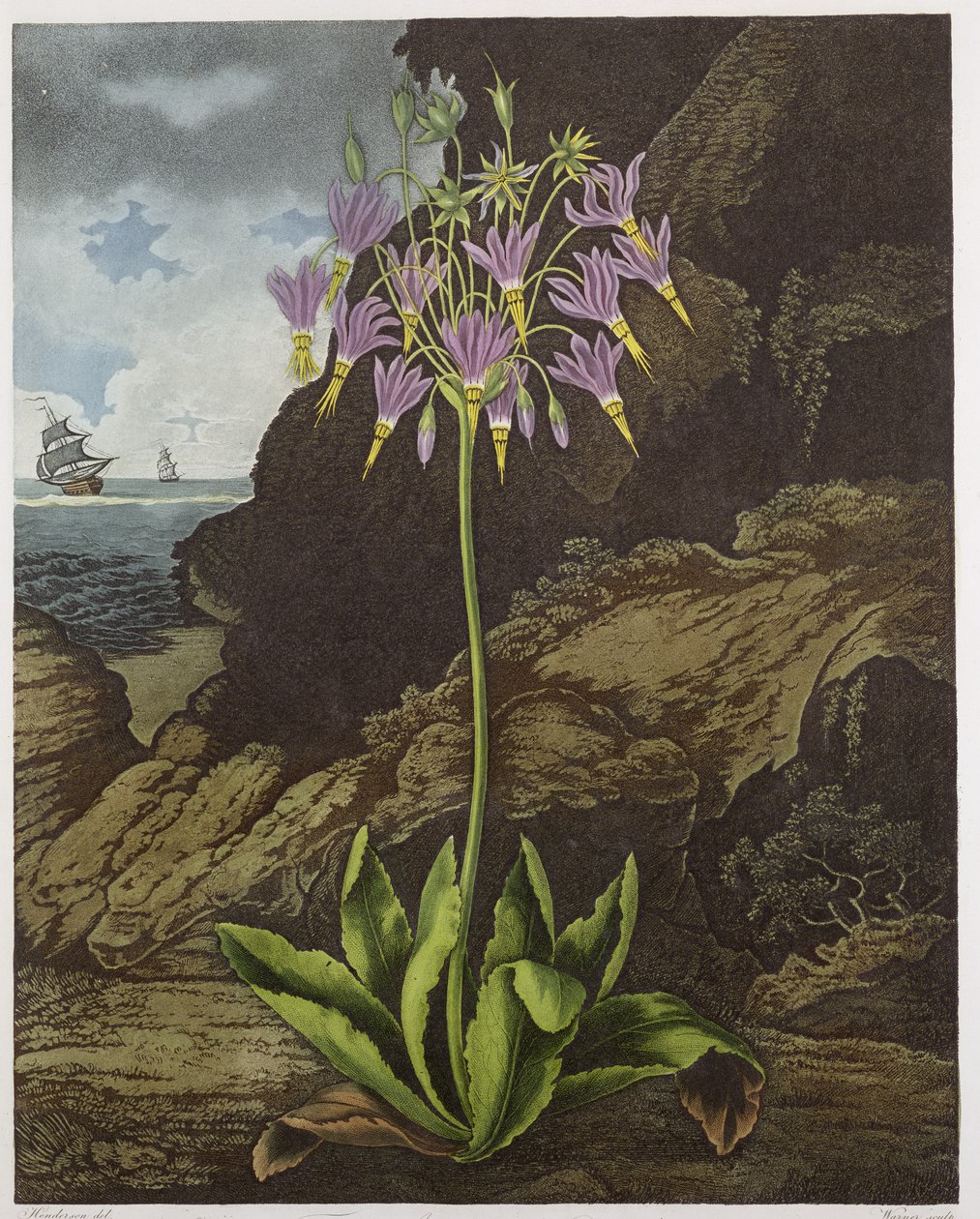 由华纳雕刻的美国Cowslip，来自Robert Thornton酒吧的“The Flora”。 1812 作者 彼得·查尔斯·亨德森