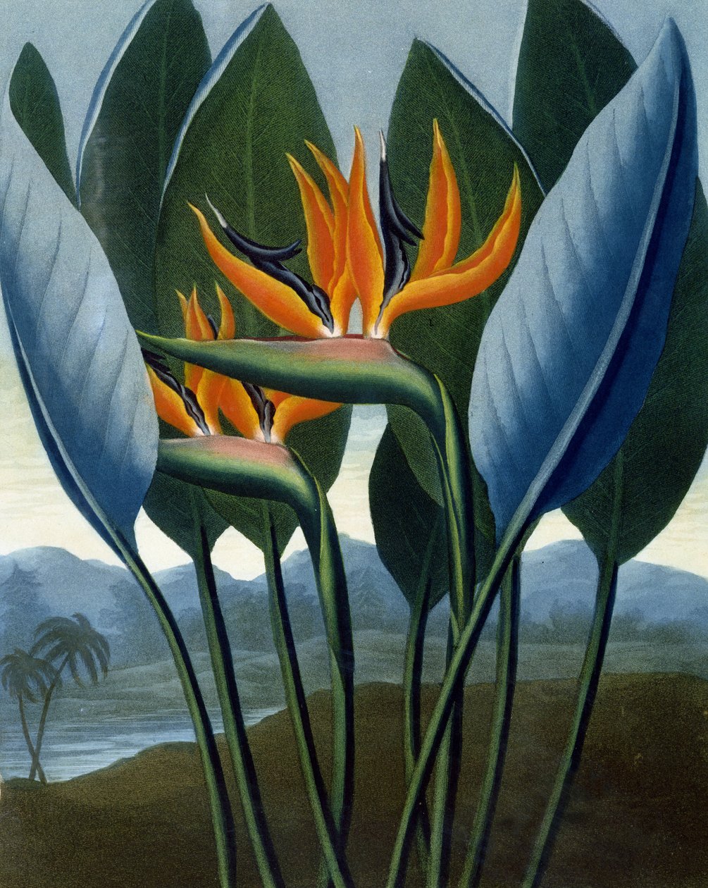 女王，由R. Cooper雕刻，来自RJ Thornton酒吧的“The Flora”。 1807 作者 彼得·查尔斯·亨德森