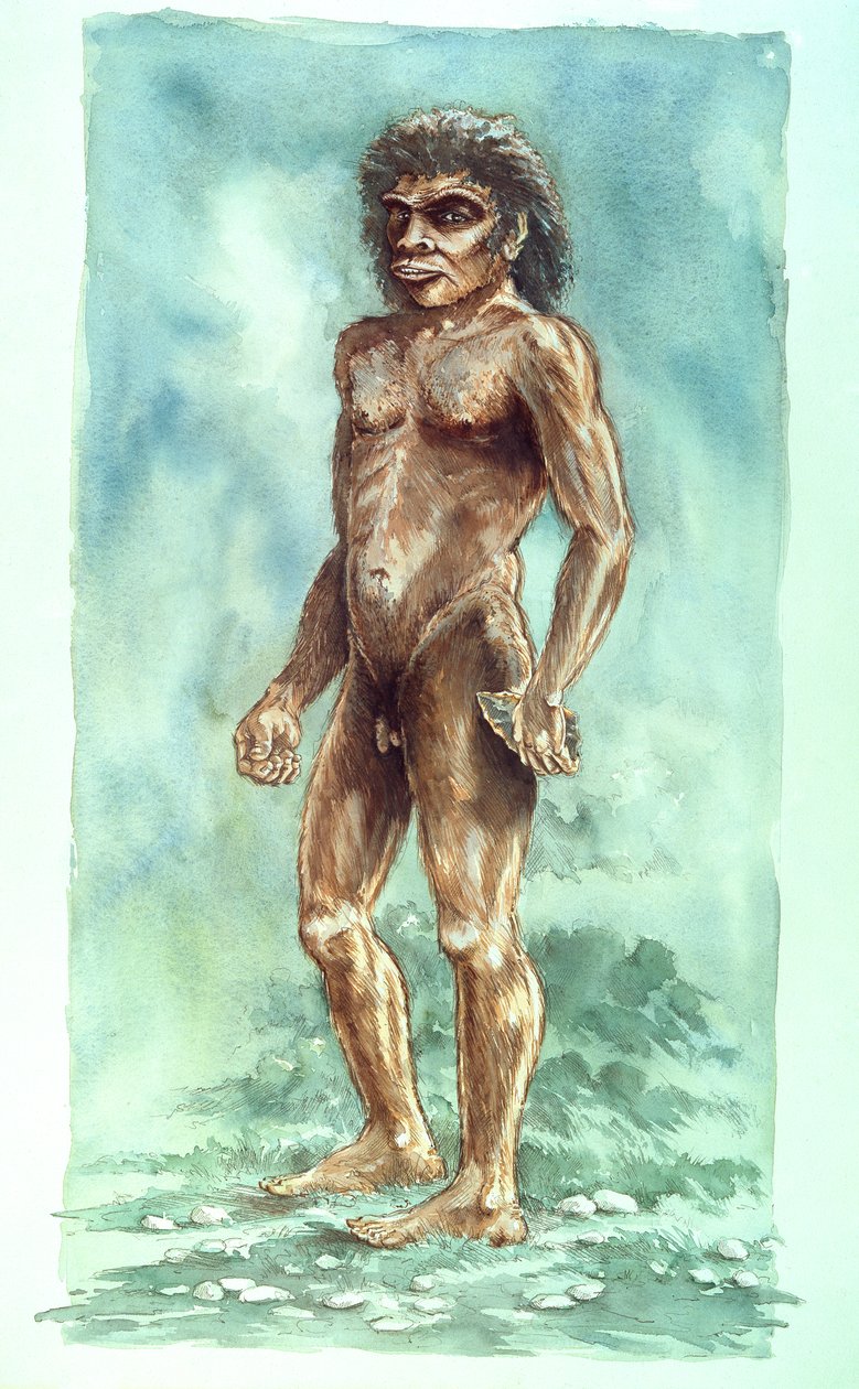 博斯格罗夫人，史前，1990-2010年 作者 彼得·邓恩