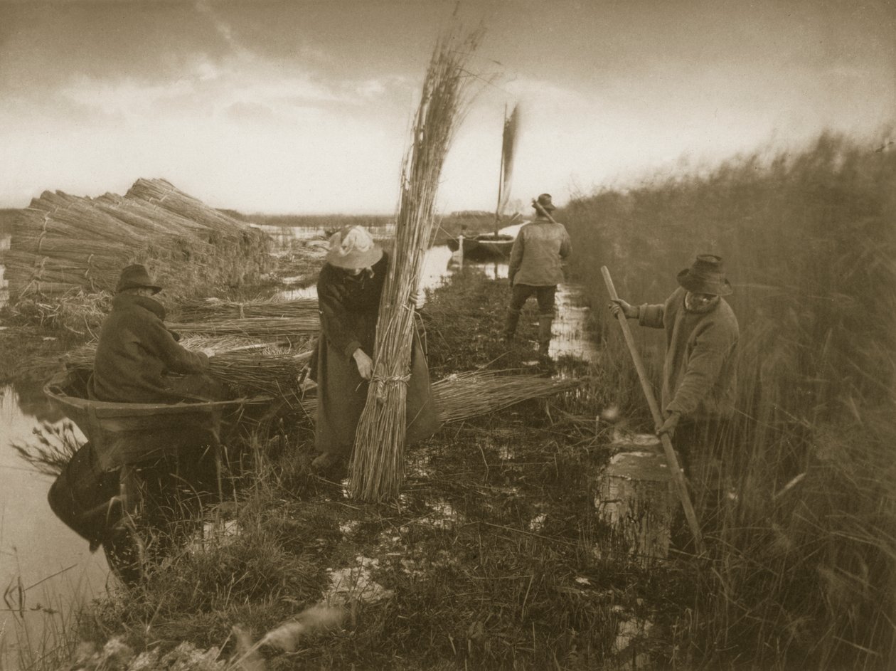 在诺福克湖区的芦苇收获，生活和景观期间，c.1886 作者 彼得·爱默生和托马斯·古道尔
